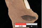 Foto (Detailansicht) von Pinus palaeostrobus Ettingshausen (NHMW-GEO-2024-0188-0197)